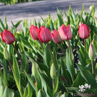 Van Eijk Tulip Bulbs