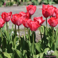 Van Eijk Tulip Bulbs