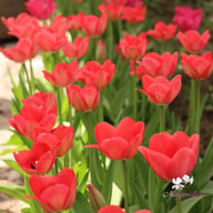 Van Eijk Tulip Bulbs