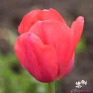 Van Eijk Tulip Bulbs