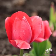 Van Eijk Tulip Bulbs