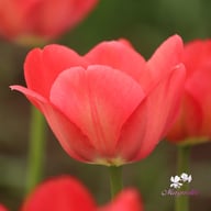 Van Eijk Tulip Bulbs