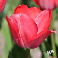 Van Eijk Tulip Bulbs