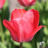 Van Eijk Tulip Bulbs