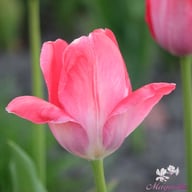 Van Eijk Tulip Bulbs
