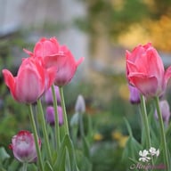 Van Eijk Tulip Bulbs