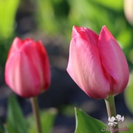 Van Eijk Tulip Bulbs