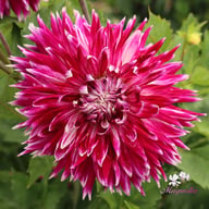 Vancouver Dahlia Knöl