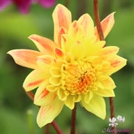 Vectra Dahlia Tuber