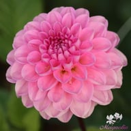 Veerle Dahlia Tuber