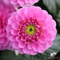 Veerle Dahlia Tuber