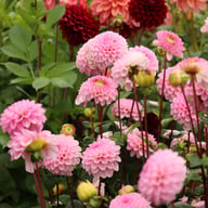 Veerle Dahlia Tuber