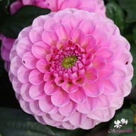 Veerle Dahlia Tuber