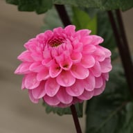Veerle Dahlia Tuber