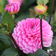 Veerle Dahlia Tuber