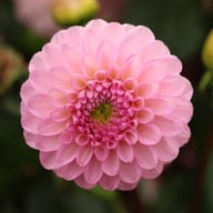 Veerle Dahlia Tuber