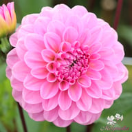 Veerle Dahlia Tuber
