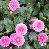 Veerle Dahlia Tuber