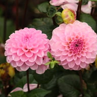 Veerle Dahlia Tuber