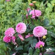 Veerle Dahlia Tuber