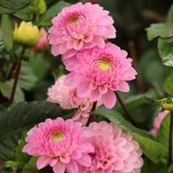 Veerle Dahlia Tuber