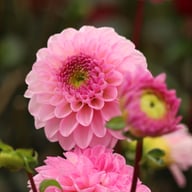 Veerle Dahlia Tuber