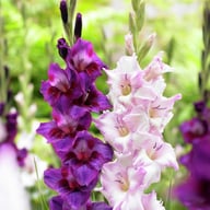 Velvet Eyes Gladiolus Knölar