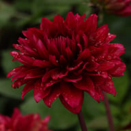 Velvet Wonder Blomstrar (stickling) Dahlia Stickling