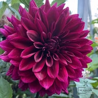 Velvet Wonder Blomstrar (stickling) Dahlia Stickling