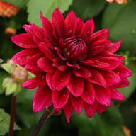 Velvet Wonder Blomstrar (stickling) Dahlia Stickling