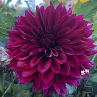 Velvet Wonder Blomstrar (stickling) Dahlia Stickling