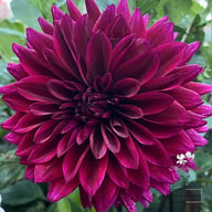 Velvet Wonder Blomstrar (stickling) Dahlia Stickling