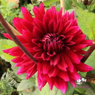 Velvet Wonder Blomstrar (stickling) Dahlia Stickling