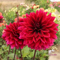 Velvet Wonder Blomstrar (stickling) Dahlia Stickling