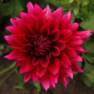 Velvet Wonder Blomstrar (stickling) Dahlia Stickling