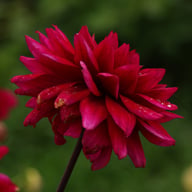 Velvet Wonder Blomstrar (stickling) Dahlia Stickling