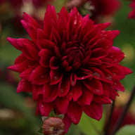 Velvet Wonder Blomstrar (stickling) Dahlia Stickling