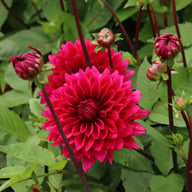 Velvet Wonder Blomstrar (stickling) Dahlia Stickling