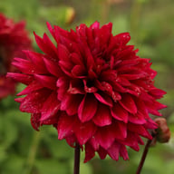 Velvet Wonder Blomstrar (stickling) Dahlia Stickling