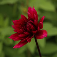 Velvet Wonder Blomstrar (stickling) Dahlia Stickling