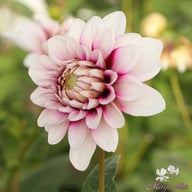 Verdi Dahlia Knöl