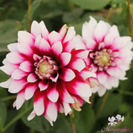 Verdi Dahlia Knöl