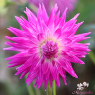 Veritable Dahlia Knöl