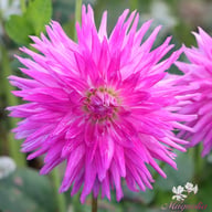 Veritable Dahlia Knöl