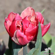 Verona Sunrise Tulip Bulbs