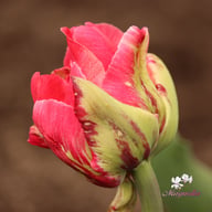 Verona Sunrise Tulip Bulbs