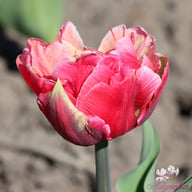Verona Sunrise Tulip Bulbs