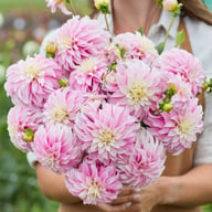 Verrone's DF Dahlia Tuber