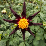 Verrone's Obsidian Dahlia Tuber