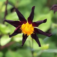 Verrone's Obsidian Dahlia Tuber